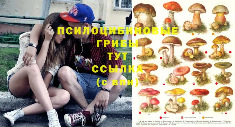 Псилоцибиновые грибы Magic Shrooms Егорьевск